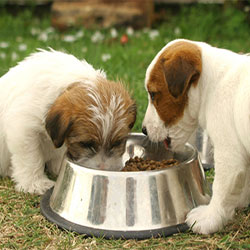 How To Pick The Right Dog Food